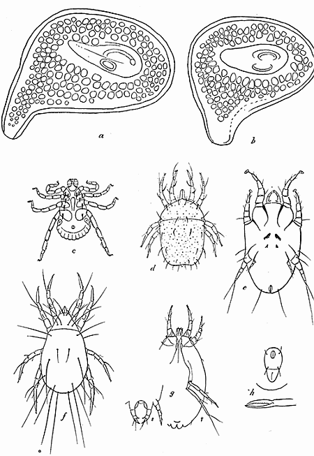 150. Stigmal plate of Dermacentor andersoni; (a) of
male, (b) of female. After Stiles. (c) Dermacentor variabilis, male;
(d) Glyciphagus obesus; (e) Otodectes cynotis; (f) Tyroglyphus
lintneri; (g) Tarsonemus pallidus; (h) anal plate and mandible of
Liponyssus; (c) to (h) after Banks.