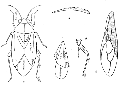 159. Taxonomic details of Hemiptera-Heteroptera. (a) Dorsal aspect; (b) seta from
bedbug; (c) wing of Heteropteron; (d) leg; (e) wing of Sinea.