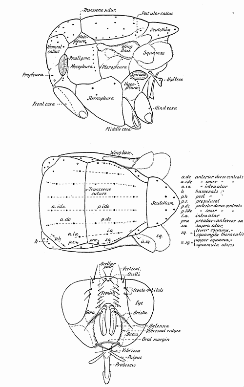 169. Lateral and dorsal aspects of the thorax, and frontal aspect of the head of a muscoidean
fly, with designations of the parts commonly used in taxonomic work.