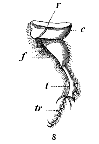 Fig. 25. Hind-leg of Geotrupes
stercorarius (from Landois).