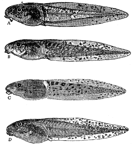 Tadpoles