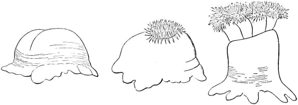 Figs. 2,3,4. Actinia to different degrees of expansion (Agassiz)