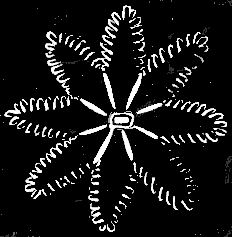 Fig. 21. Single
individual of Halcyonium seen from above; magnified.