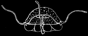 Fig. 51. Campanella seen in profile; greatly magnified.