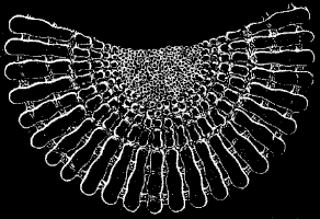 Fig. 136. Transverse section of spine; magnified.