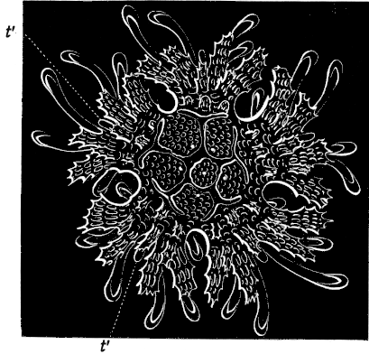 Fig. 170. Young Star-fish which has become symmetrical, seen from the back