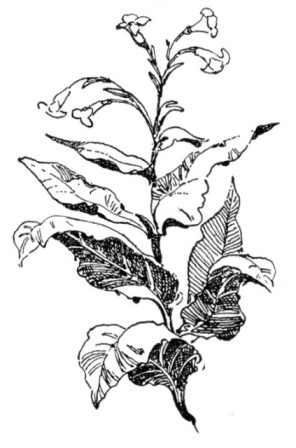 Tobacco Plant.