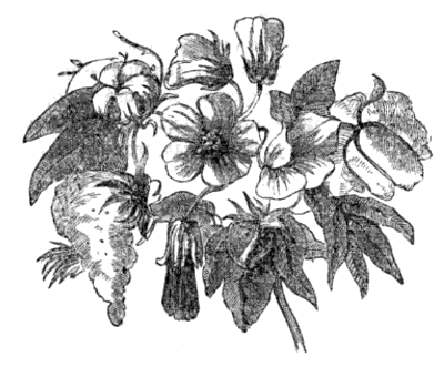 Cotton Plant