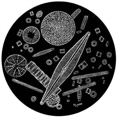 Fig. 16.

Fossil diatoms seen under the microscope.
The largest of these is an almost imperceptible
speck to the naked eye.