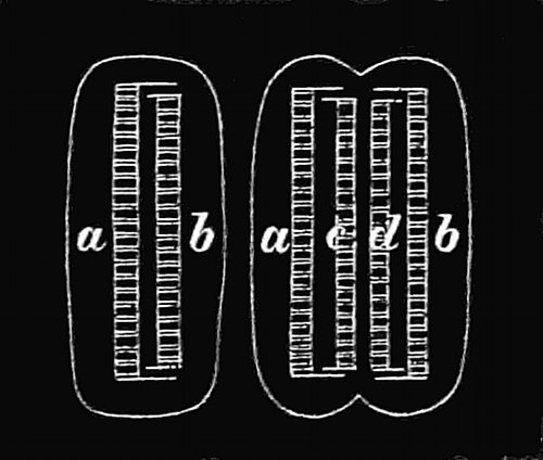 Fig. 70.

A diatom (Diatoma
vulgare) growing.

a, b, Flint skeleton inside
the jelly-cell. a, c
and d, b, Two flint skeletons
formed by new
valves, c and d, forming
within the first skeleton.