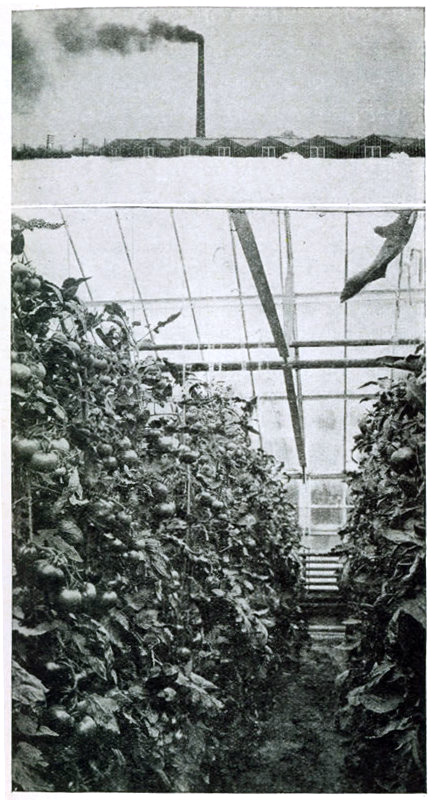 Figure 1.—The tomato is the leader among greenhouse
vegetables.