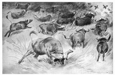 BUFFALOES ALARMED.