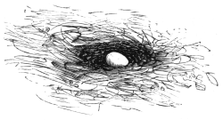 egg in nest