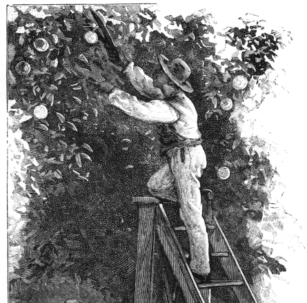 picking oranges