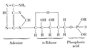 Adenosine Triphosphate: Adenine, D-Ribose, Phosphoric
acid