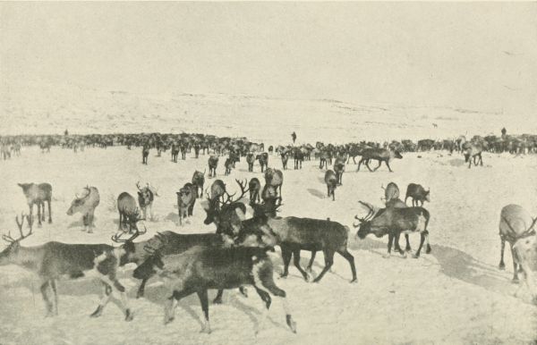 Reindeer, Herders in background.