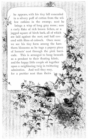 he appears, with his tiny bill concealed in a silvery puff of cotton from the willow
catkins in the swamp; next he brings a wisp of long gray moss; now a
curly flake of rich brown lichen, or a jagged square of birch bark, all
of which are laid against the nest, and half covered with films of
cobweb. Once more we see his tiny form among the hawthorn blossoms as he
tugs a papery piece of hornets’ nest through the pink barricade. This is
arranged to hang beneath as a pendant to their floating fabric, and the
happy little couple sit together upon a neighboring twig in twittering
admiration. And well they may, for a prettier nest than theirs