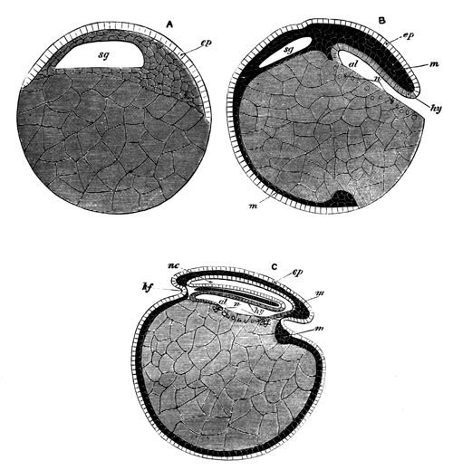 Diagrammatic longitudinal sections of embryo