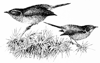 Types of Spanish Bird-Life

DARTFORD WARBLER (Sylvia undata)

Resident. Frequents deep furze-coverts, seldom seen (as we are
constrained to represent it) in separate outline.