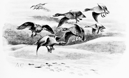 WILD-GEESE ALIGHTING ON THE SAND-HILLS