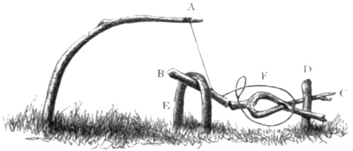 A Springe for Woodcocks