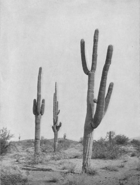 SAHUARO, OR GIANT CACTUS