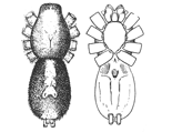 Fig. 17. Fig. 18.
Prosthesima ecclesiastica.—Upper
and under views of
female enlarged four times.