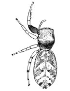 Fig. 132. Zygoballus
bettini.—Female
enlarged eight times.