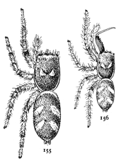 Figs. 155, 156.Epiblemum scenicum.—155, female.
156, male. Both enlarged six times.