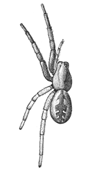 Fig. 173. Lycosa
nidifex.—Female
enlarged twice.