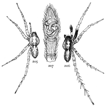 Figs. 205, 206, 207. Pardosa
albopatella.—205,
female. 206, male. Both
enlarged four times. 207,
end of palpus of male.