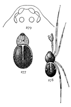 Figs. 277, 278, 279. Steatoda
borealis.—277, female.
278, male. Both enlarged
four times. 279, eyes.