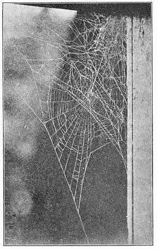 Fig. 406. Web of Epeira globosa in the corner of a doorway,
showing the large tent at the top, from which a
coarse thread runs to the center of the round web.