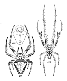 Figs. 421, 422, 423. Epeira verrucosa.—421, female
enlarged twice. 422, under side of female. 423,
male enlarged twice.