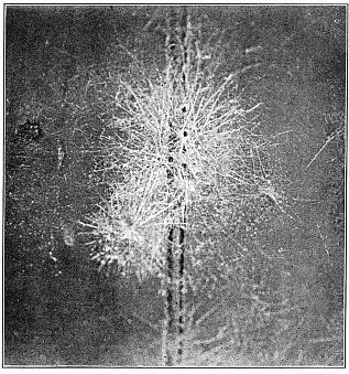 Fig. 471. Webs of Dictyna on the side of a house. The nests were in the groove
between the boards, and the webs radiated irregularly from them, crossing each
other in all directions so as to appear like parts of one web.