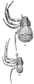 Figs. 91, 92. Xysticus
gulosus.—91, female. 92, male. Both enlarged
four times.