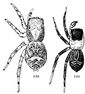 Figs. 120, 121. Saitis pulex.—120, female.
121, male. Both enlarged six times.