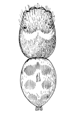 Fig. 129. Habrocestum splendens.— male
enlarged eight times.