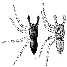 Figs. 153, 154. Mævia vittata.—Males enlarged six
times. 153, dark variety with long hairs on front
of head. 154, light variety colored like the female.