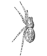 Fig. 171. Lycosa polita,
enlarged three times.