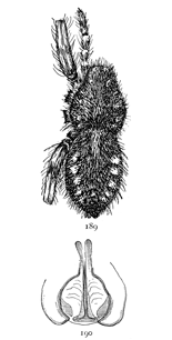 Figs. 189, 190. Pardosa
greenlandica.—189,
female enlarged four
times. 190, epigynum.