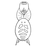 Fig. 252. Hahnia
cinerea.