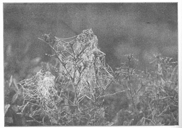 Fig. 254. Webs of Theridium in a fog, on the tops of golden-rod.
One-third the real size.