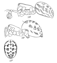 Figs. 336, 337, 338. Linyphia
nebulosa.—336,
male. 337, female enlarged
twelve times.
338, markings of back
of abdomen.