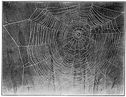 Fig. 379. Web of Epeira strix covered with dew hanging between the rails of a fence.
One-third the real size.