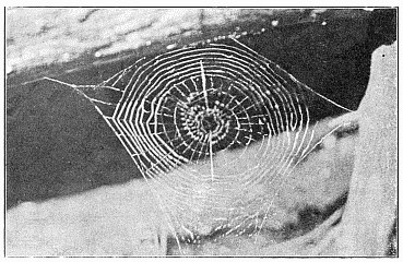 Fig. 495. Horizontal web of Uloborus near the ground, one side attached to a fallen
tree. The outer spiral is finished over only half the diameter of the web. A line of
loose silk runs across the web, and in the middle is a peculiar zigzag spiral. The
figure is about the real size.