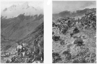 Fig. 96—Snow-capped mountain, Soiroccocha, north of
Arma, Cordillera Vilcapampa. The blue glacier ice descends almost to the
edge of a belt of extraordinary woodland growing just under the
snowline. The glacier is seen to overhang the valley and to have built
on the steep valley wall terminal moraines whose outer slopes are almost
precipitous.