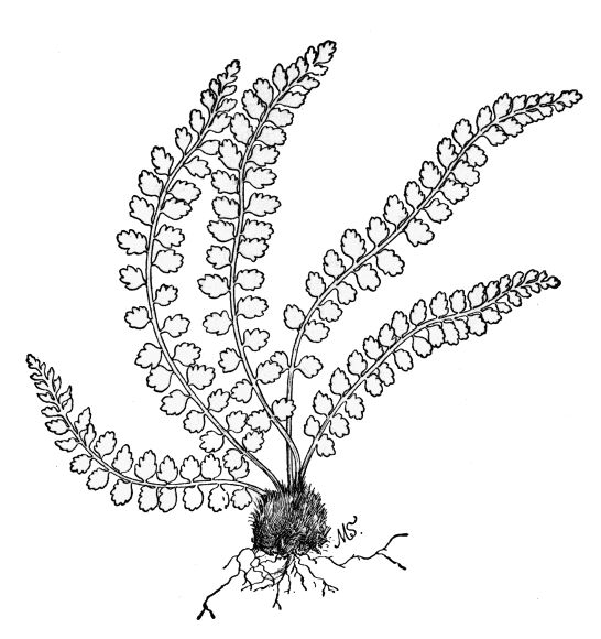 PLATE XX
GREEN SPLEENWORT