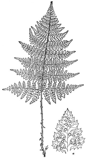 PLATE XXVII
SPINULOSE WOOD FERN