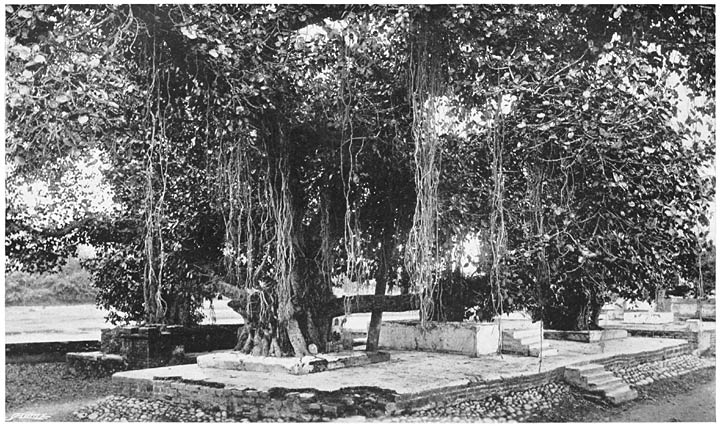 SACRED FIG TREE AND SHRINES.